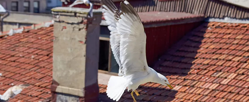 Residential Chimney Animal Removal Solution in Monroe, WA
