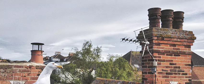 Chimney Cleaning And Restoration in Monroe, Washington
